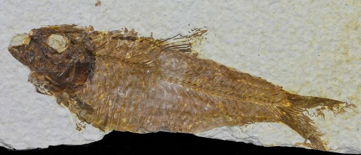 Bargain, Knightia Fossil Fish - Wyoming #60469